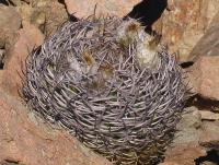 Eriosyce megacarpa PV 1919.jpg